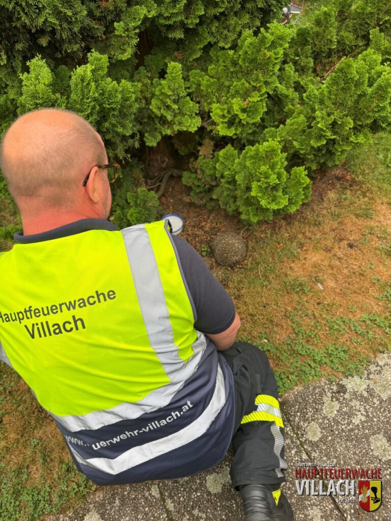 Stacheliger Einsatz – Igel aus Gartenzaun gerettet