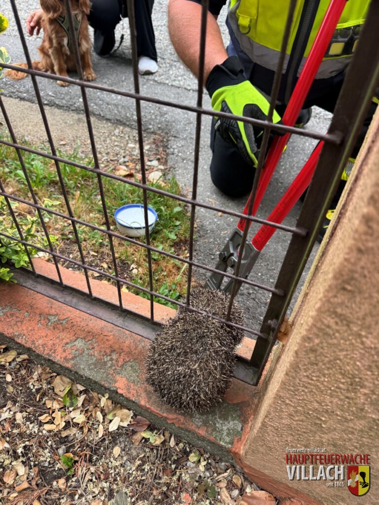 Stacheliger Einsatz – Igel aus Gartenzaun gerettet