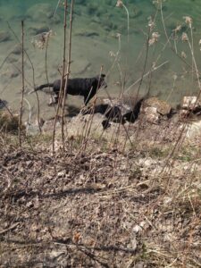 Feuerwehr rettet Hund aus misslicher Lage in Villach
