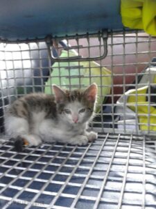 Tierische Rettungsaktion aus Motorraum – Kätzchen versuchte sich als blinder Passergier