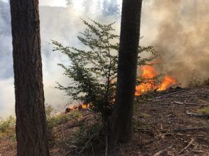 Waldbrand Heiligengeist